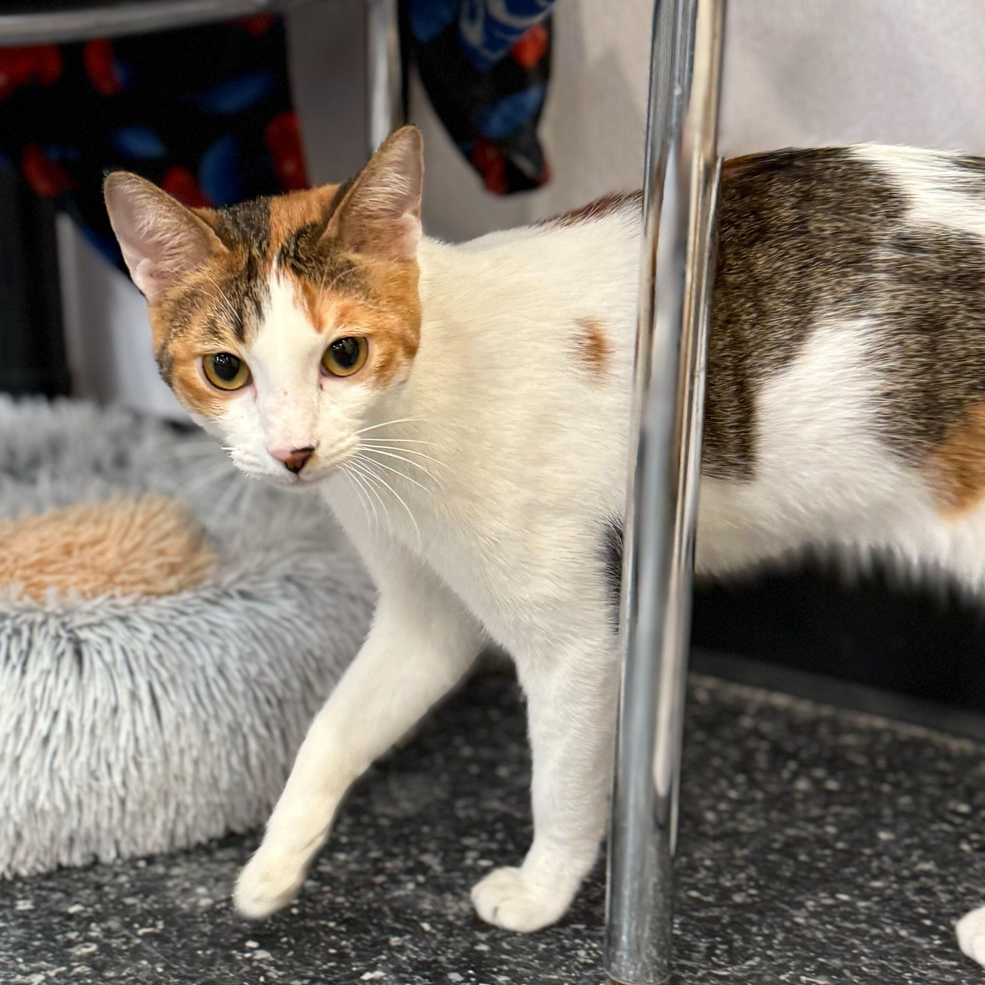 Enlarge Autumn, an adopted Domestic Short Hair in Waltham, MA image 5/6