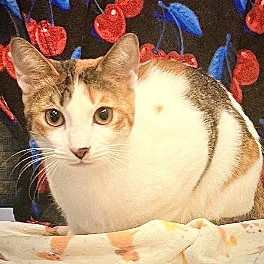 Enlarge Autumn, an adopted Domestic Short Hair in Waltham, MA image 6/6