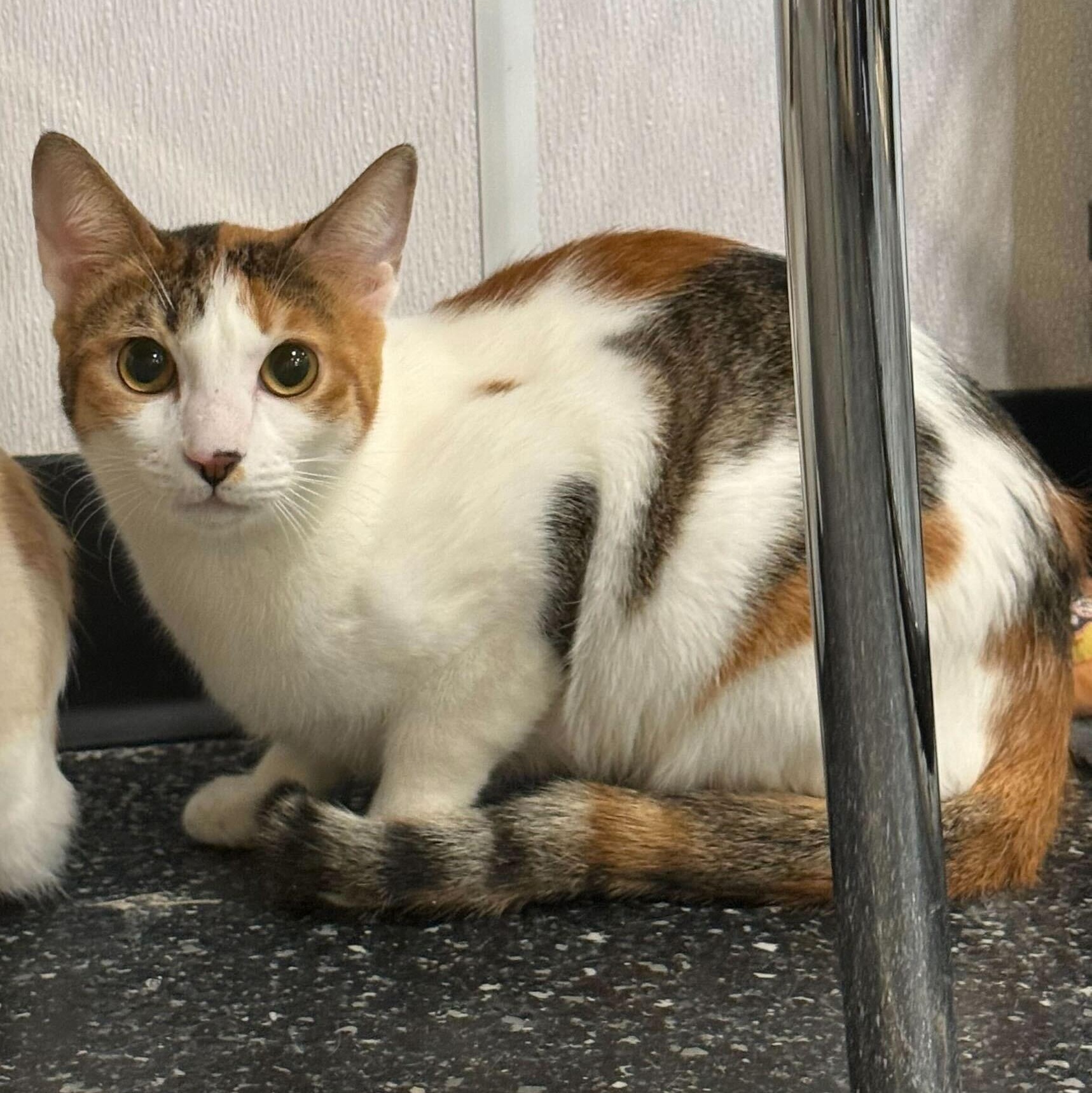 Enlarge Autumn, an adopted Domestic Short Hair in Waltham, MA image 2/6