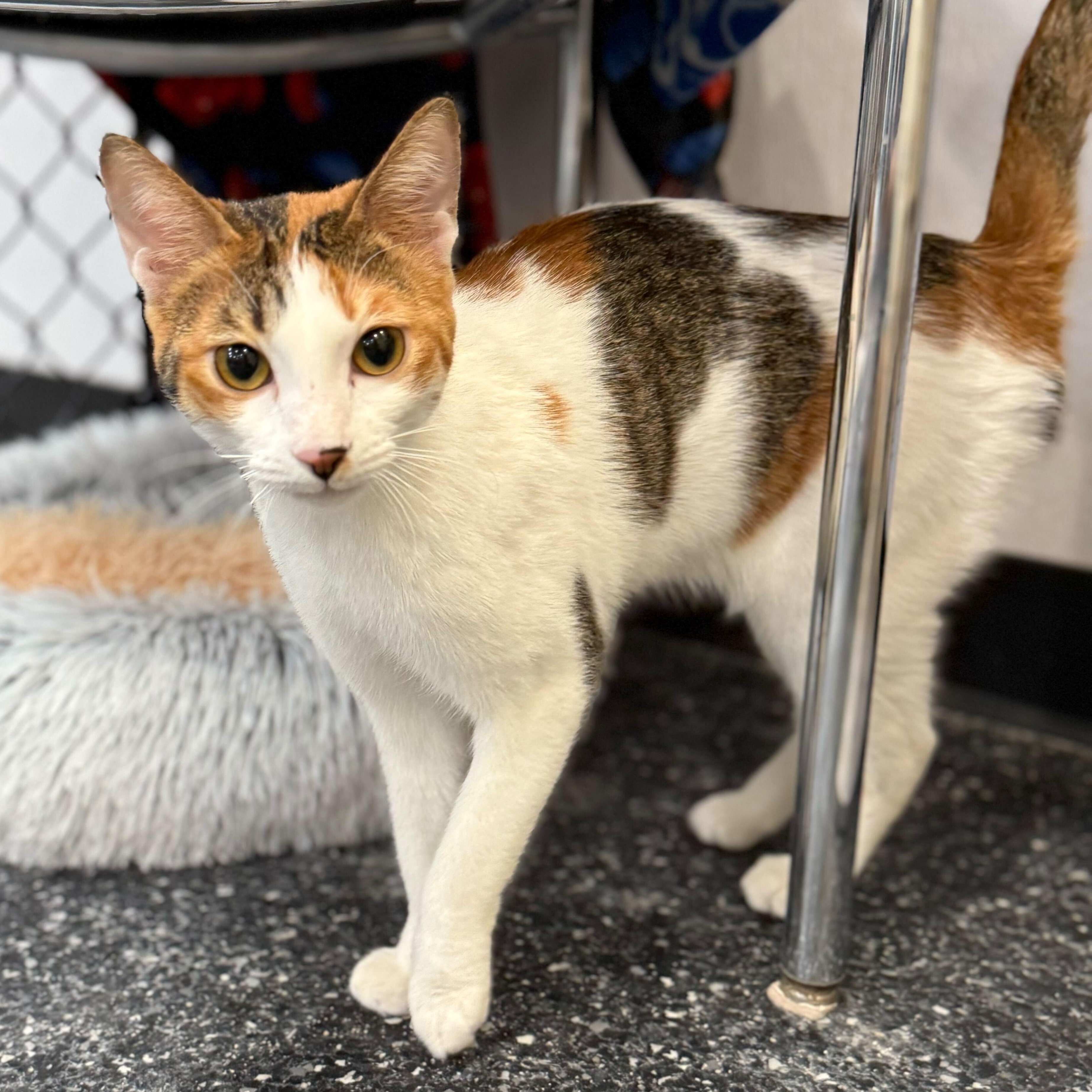 Autumn, adopted, Young Female Domestic Short Hair.