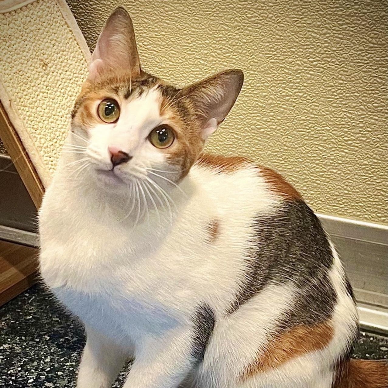 Enlarge Autumn, an adopted Domestic Short Hair in Waltham, MA image 3/6