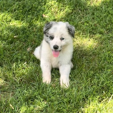 LUKE, adopted, Puppy Male Australian Shepherd.