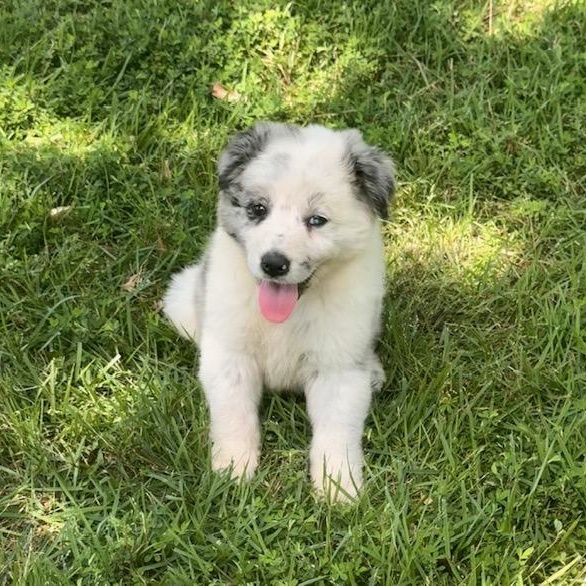 LUKE, an adopted Australian Shepherd in Dallas, TX image 3/3