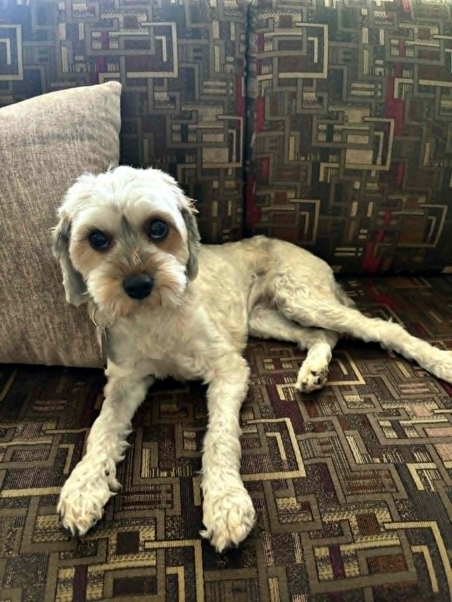 Enlarge Marisol, an adopted mixed breed in Dayton, OH image 2/6