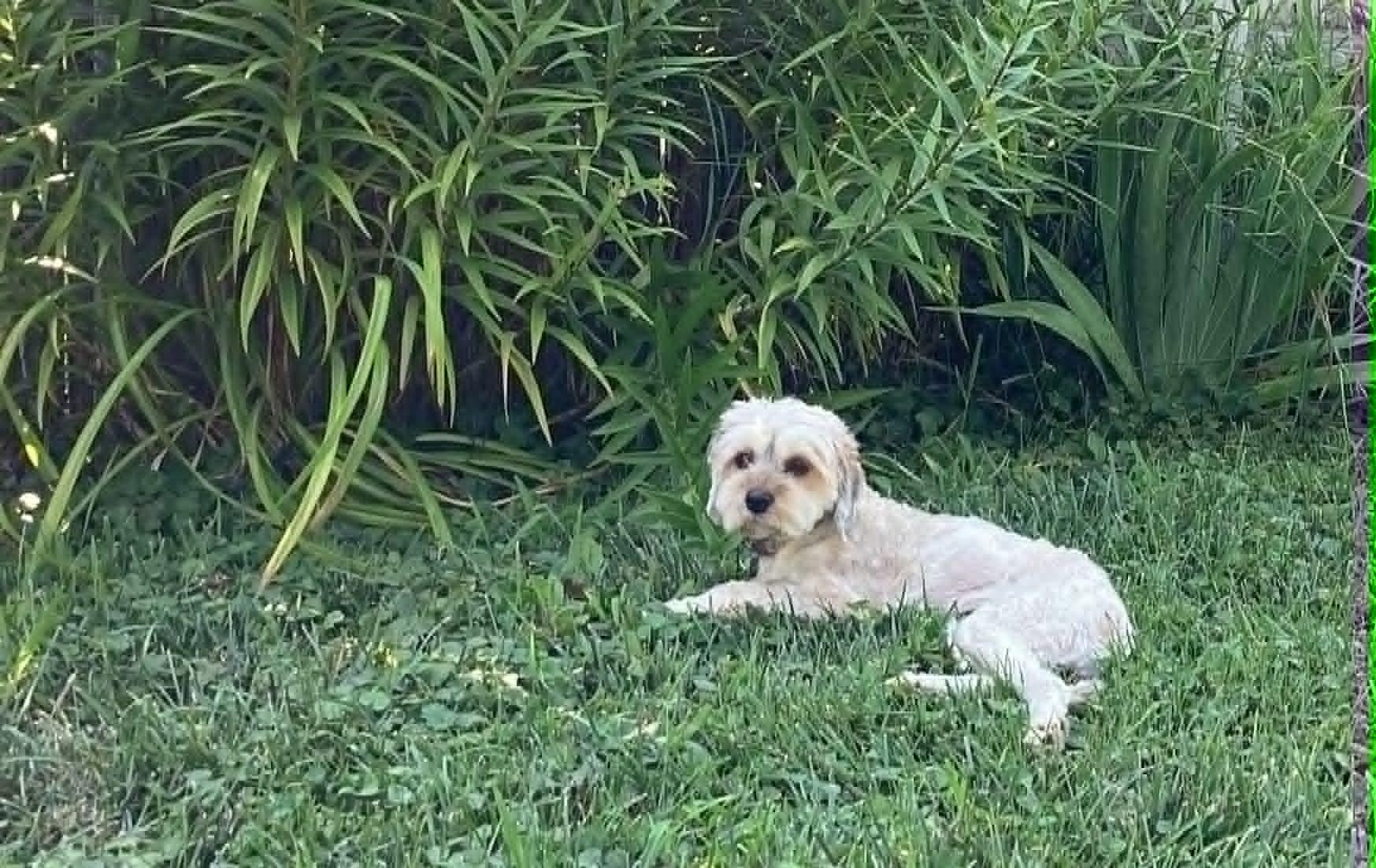 Enlarge Marisol, an adopted mixed breed in Dayton, OH image 4/6