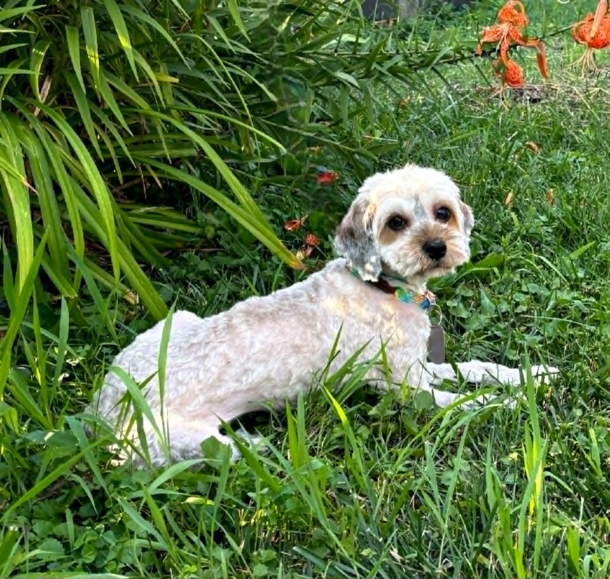 Enlarge Marisol, an adopted mixed breed in Dayton, OH image 6/6