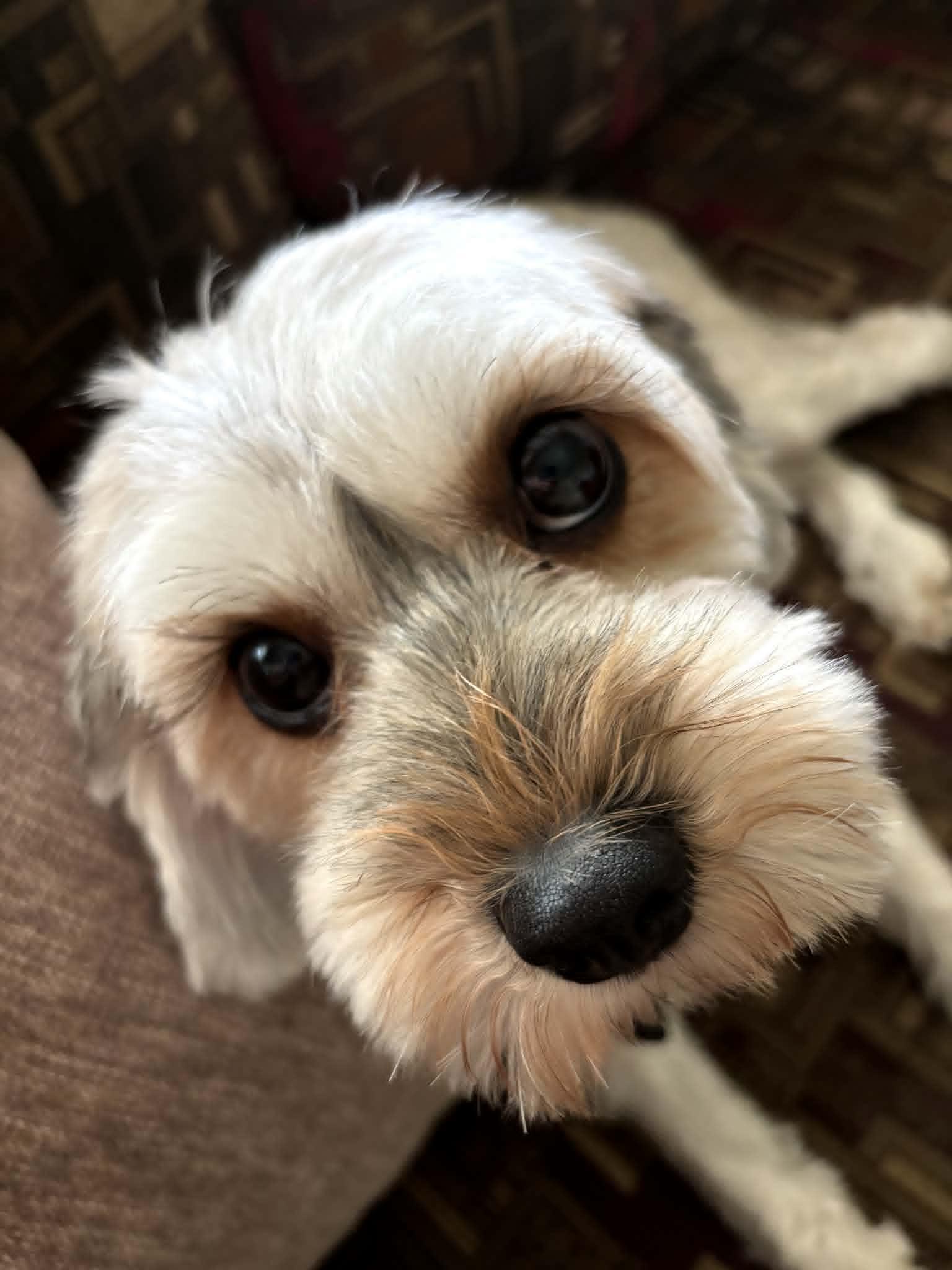 Enlarge Marisol, an adopted mixed breed in Dayton, OH image 1/6