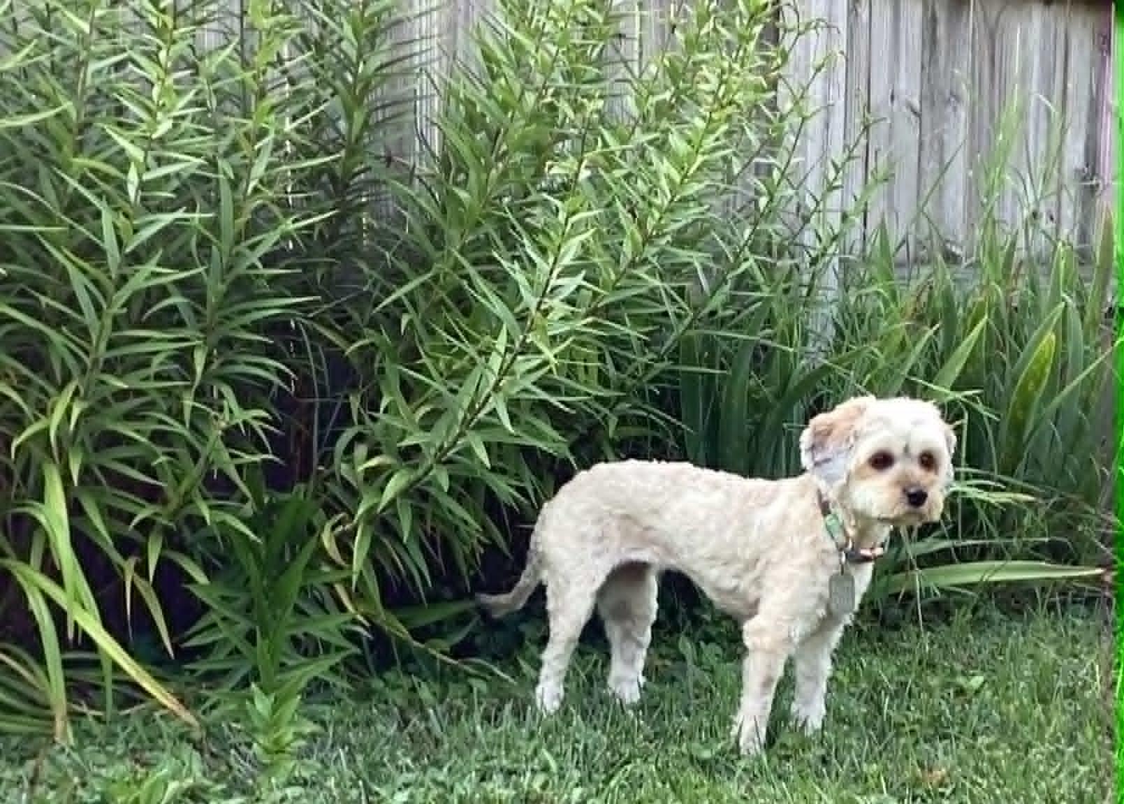 Enlarge Marisol, an adopted mixed breed in Dayton, OH image 5/6
