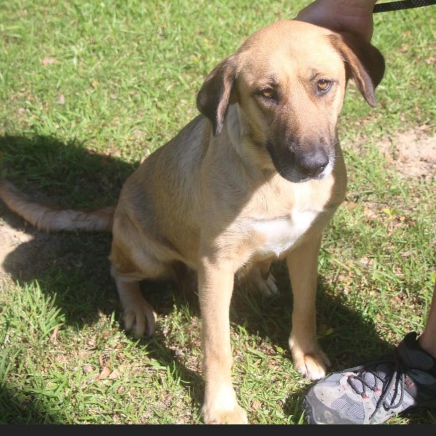 Enlarge Bonnie Girl, a ADOPTABLE Mixed Breed in Burlington, VT image 2/6