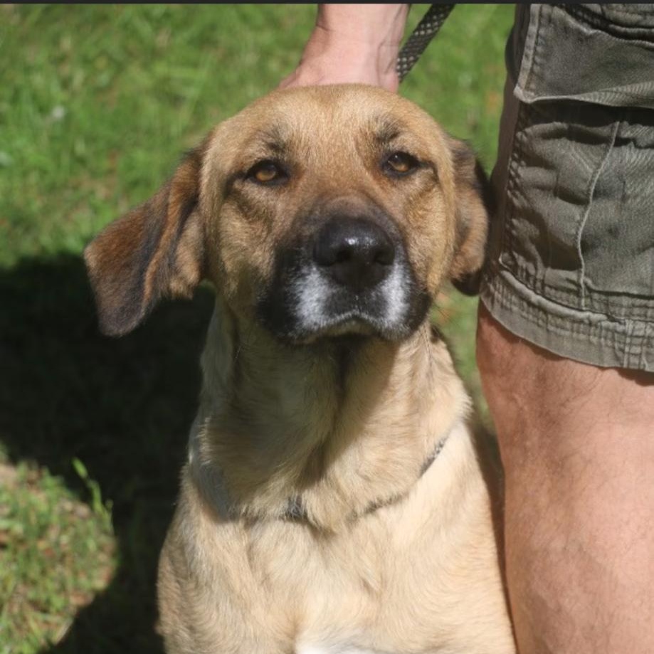 Enlarge Bonnie Girl, a ADOPTABLE Mixed Breed in Burlington, VT image 3/6