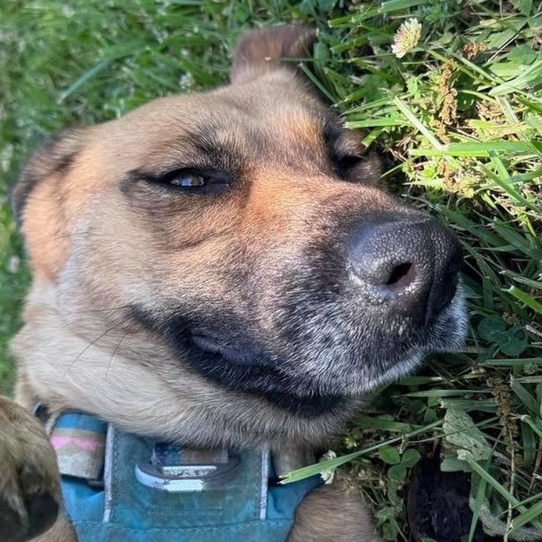 Bonnie Girl, ADOPTABLE, Adult Female Mixed Breed.