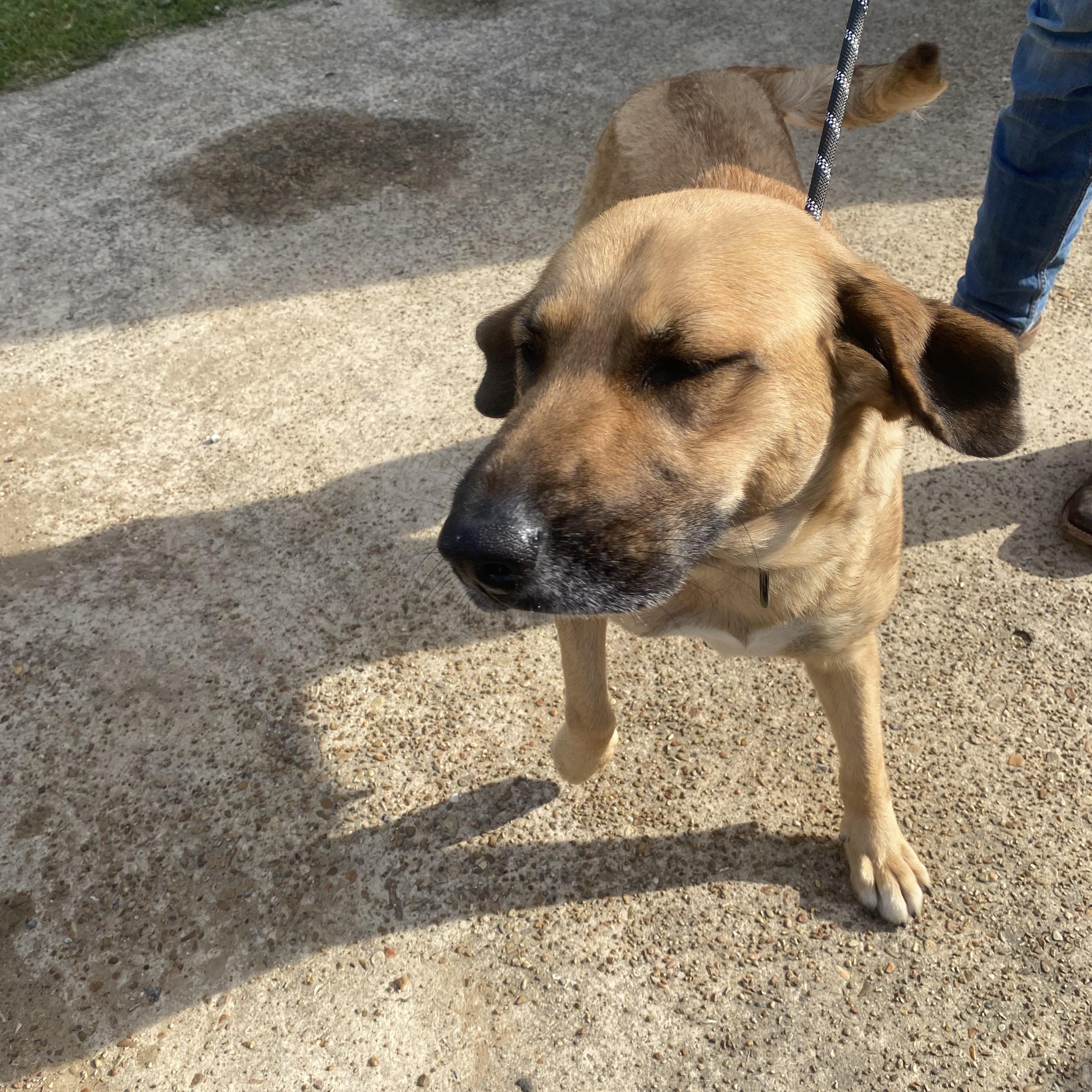 Enlarge Bonnie Girl, a ADOPTABLE Mixed Breed in Burlington, VT image 5/6
