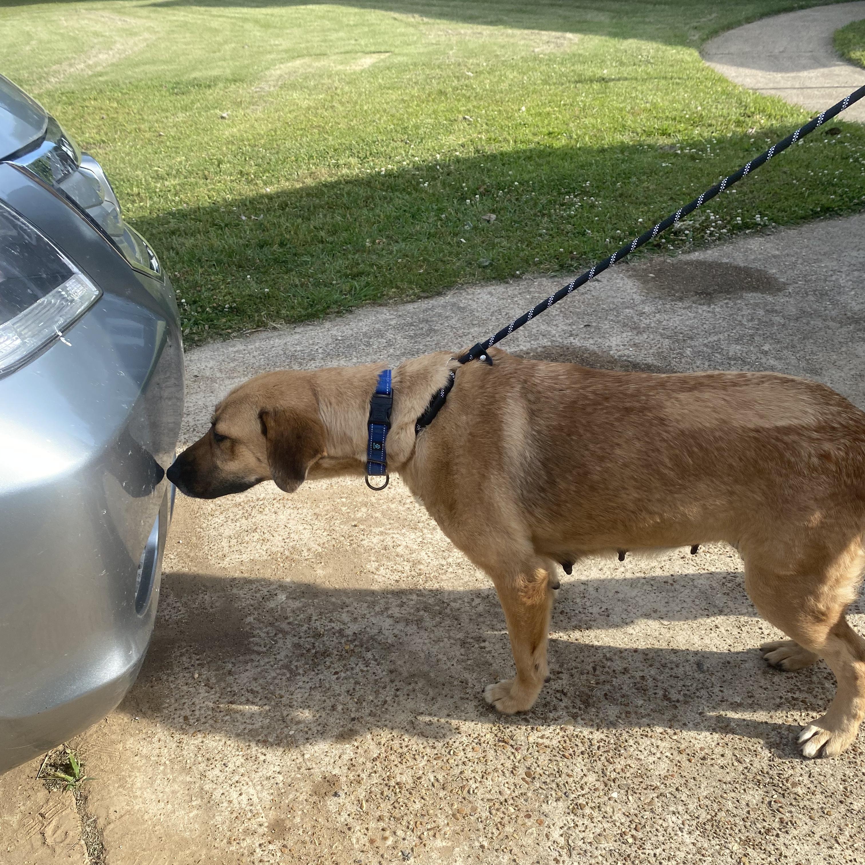 Enlarge Bonnie Girl, a ADOPTABLE Mixed Breed in Burlington, VT image 6/6