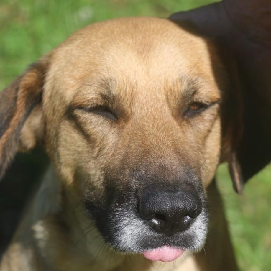 Enlarge Bonnie Girl, a ADOPTABLE Mixed Breed in Burlington, VT image 4/6