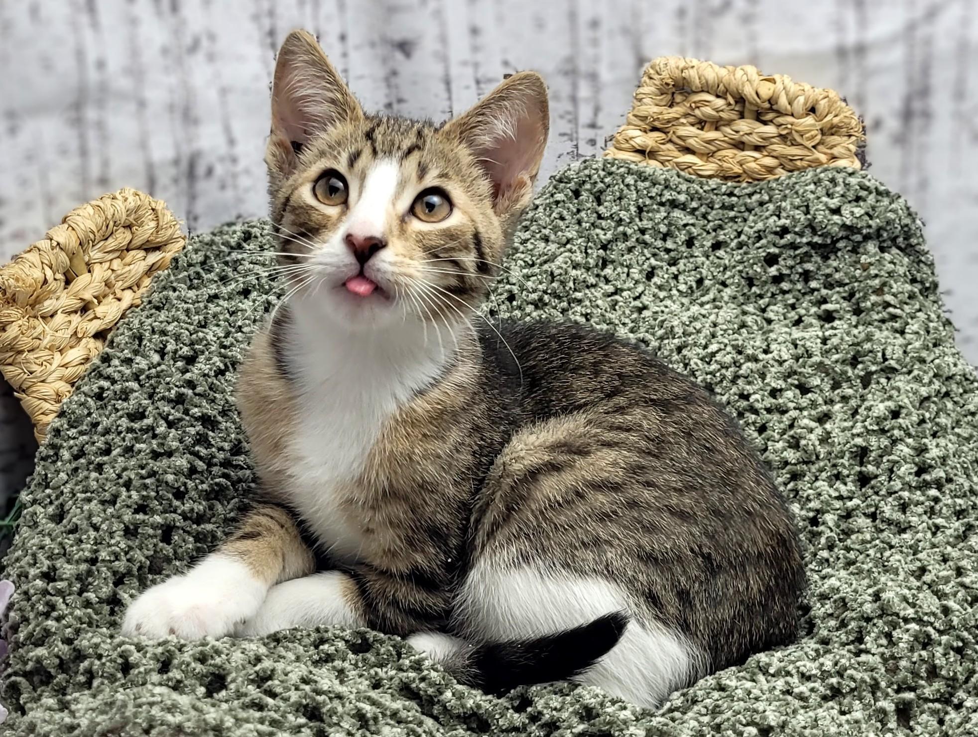 Beignet, Baby Male Domestic Short Hair