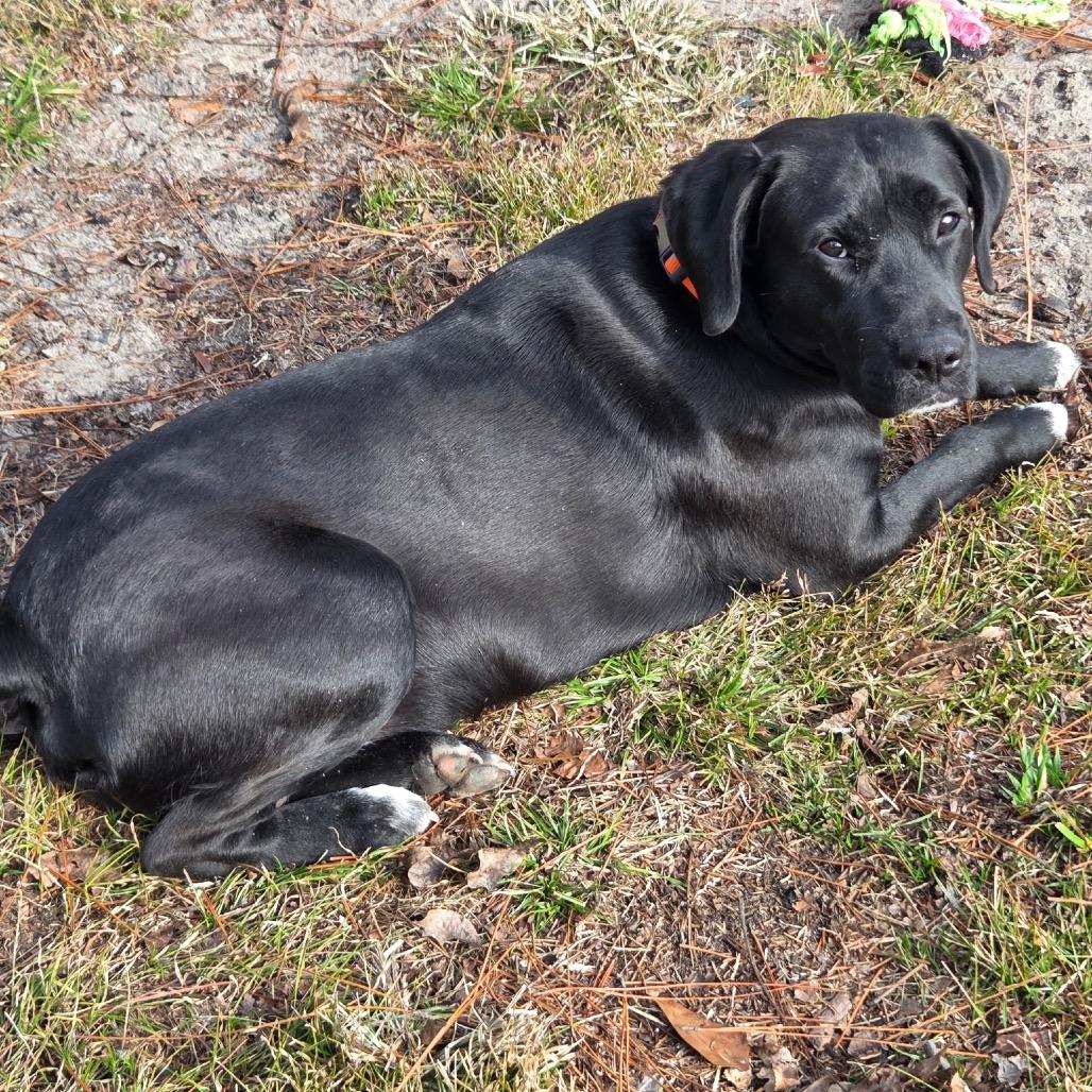 Milo — thumbnail 2