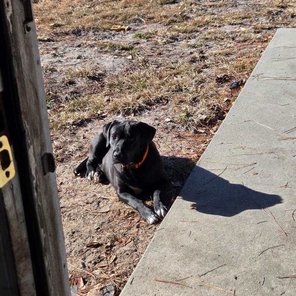 Milo — thumbnail 3