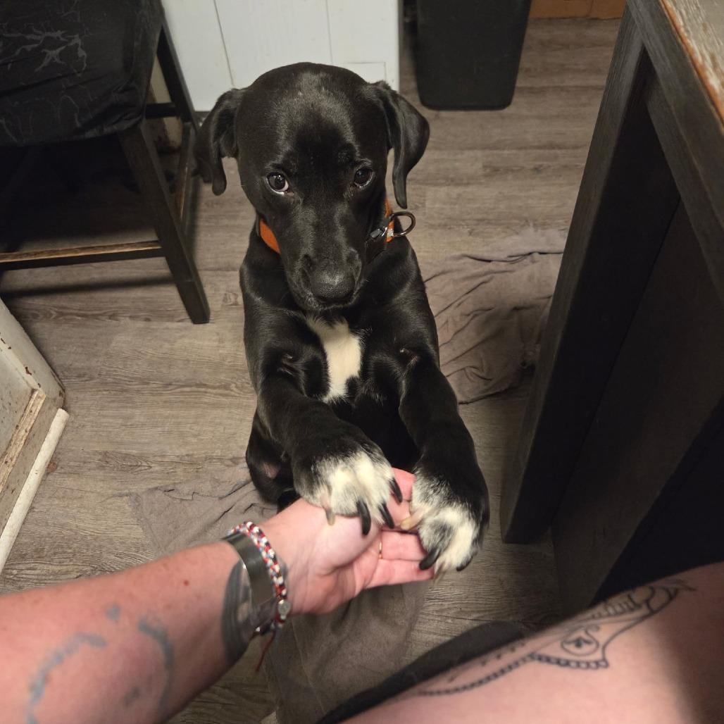 Milo — thumbnail 4