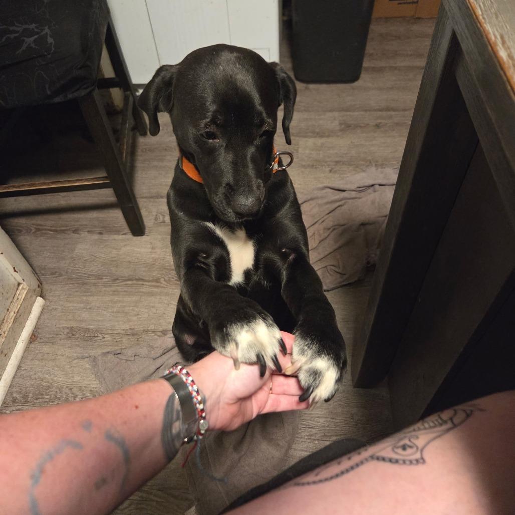 Milo — thumbnail 5