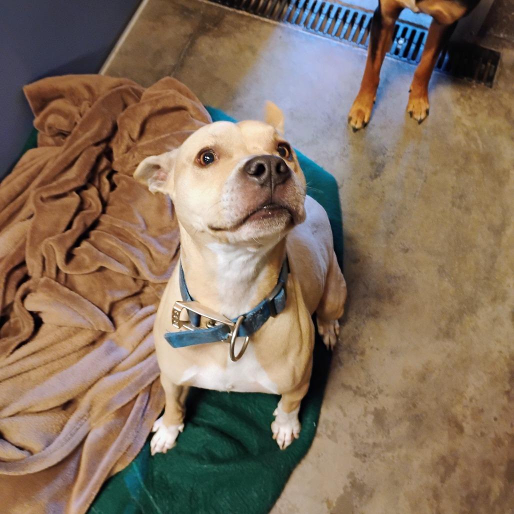 Dexter, Adoptable, Adult Male Terrier.