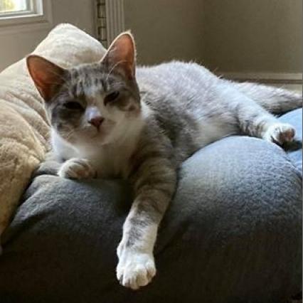 Enlarge Avery Ellsworth, a Adoptable Domestic Short Hair in Eagle Mountain, UT image 1/1