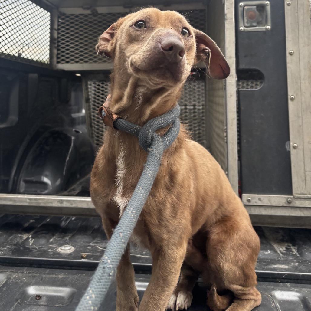 Enlarge Louie, a Adoptable mixed breed in Bronson, FL image 1/1