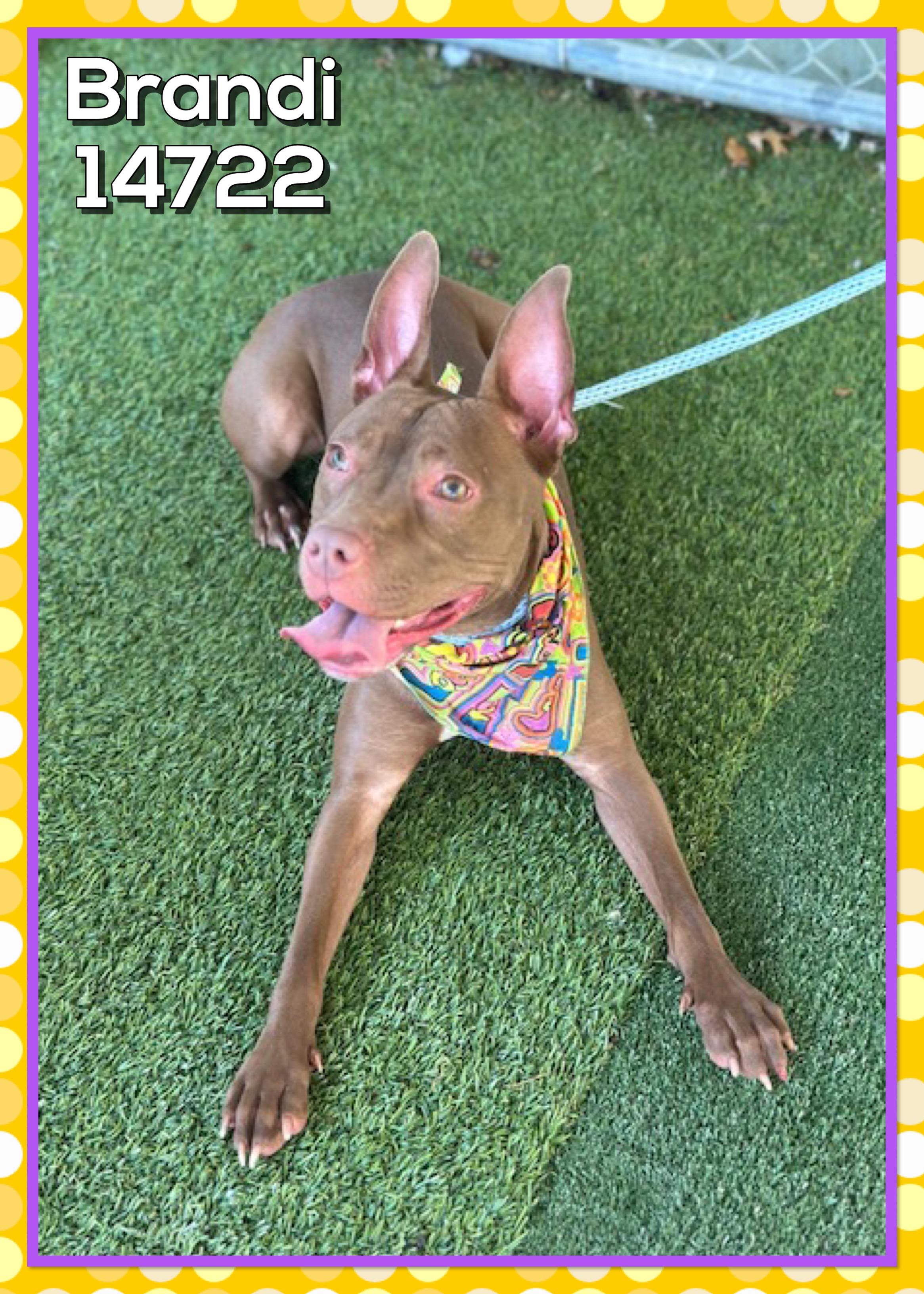 Enlarge BRANDI, a Adoptable mixed breed in Marietta, GA image 4/4