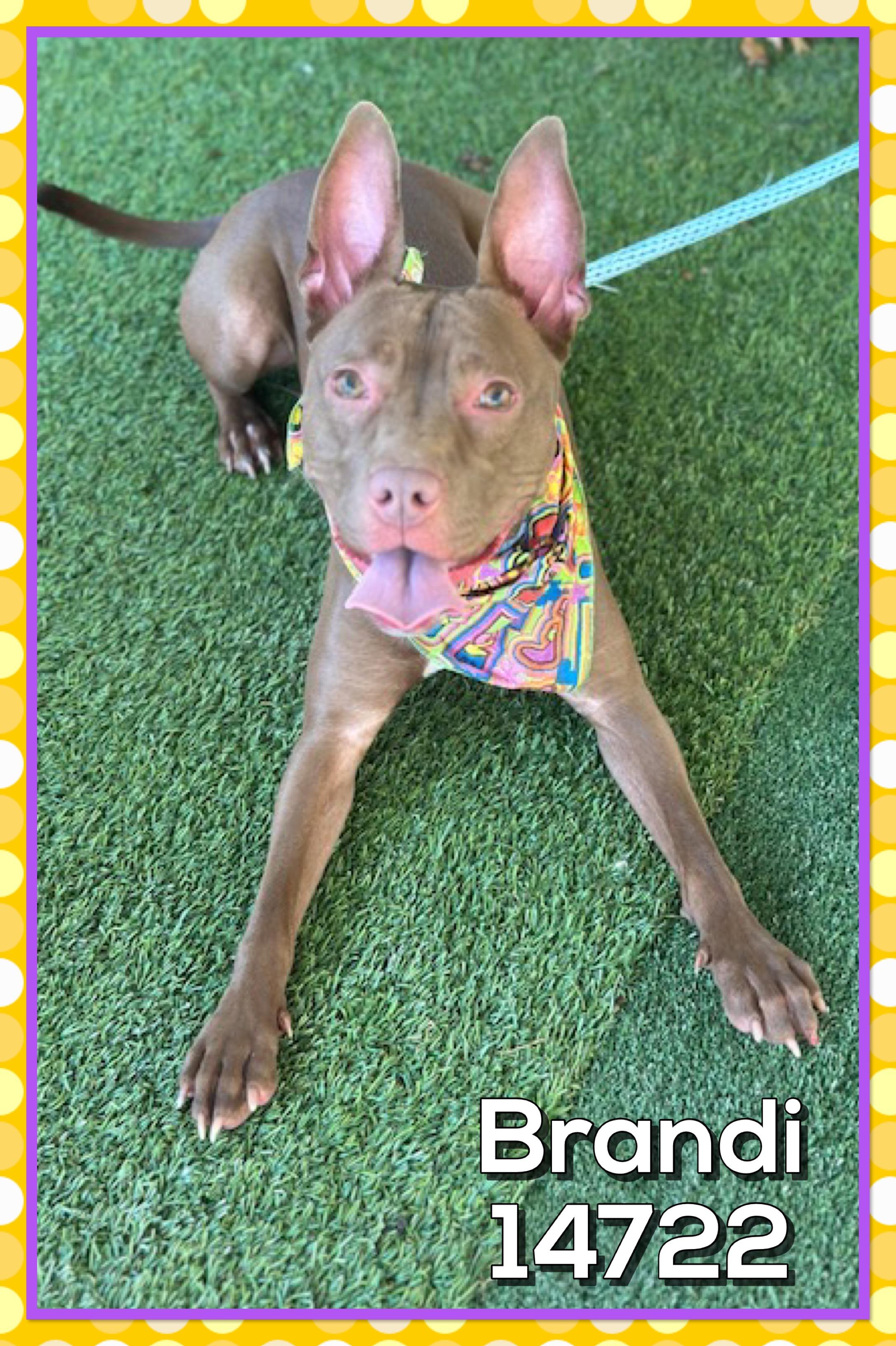 Enlarge BRANDI, a Adoptable mixed breed in Marietta, GA image 2/4