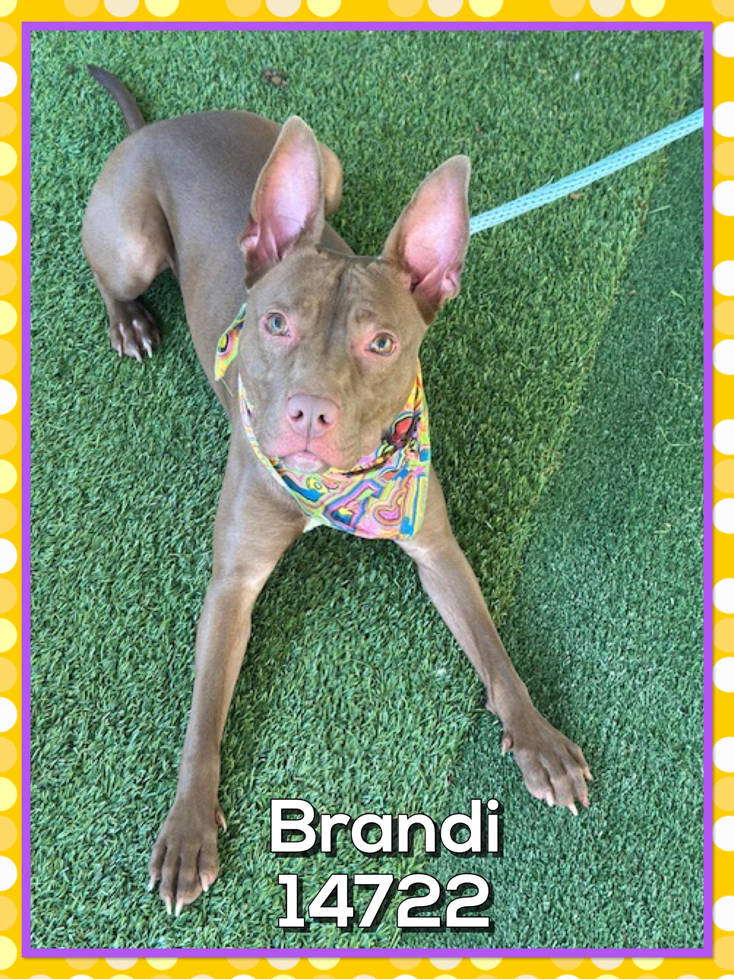 Enlarge BRANDI, a Adoptable mixed breed in Marietta, GA image 1/4