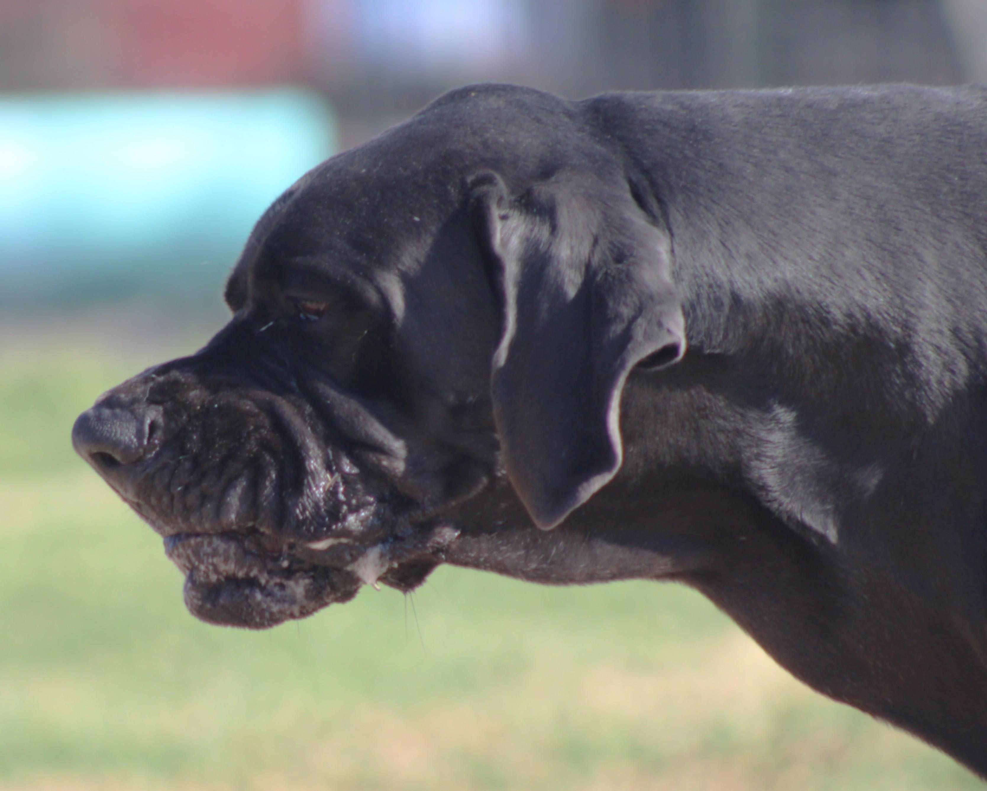 Enlarge Tiny Tim, an adopted Great Dane in Temple, TX image 5/5