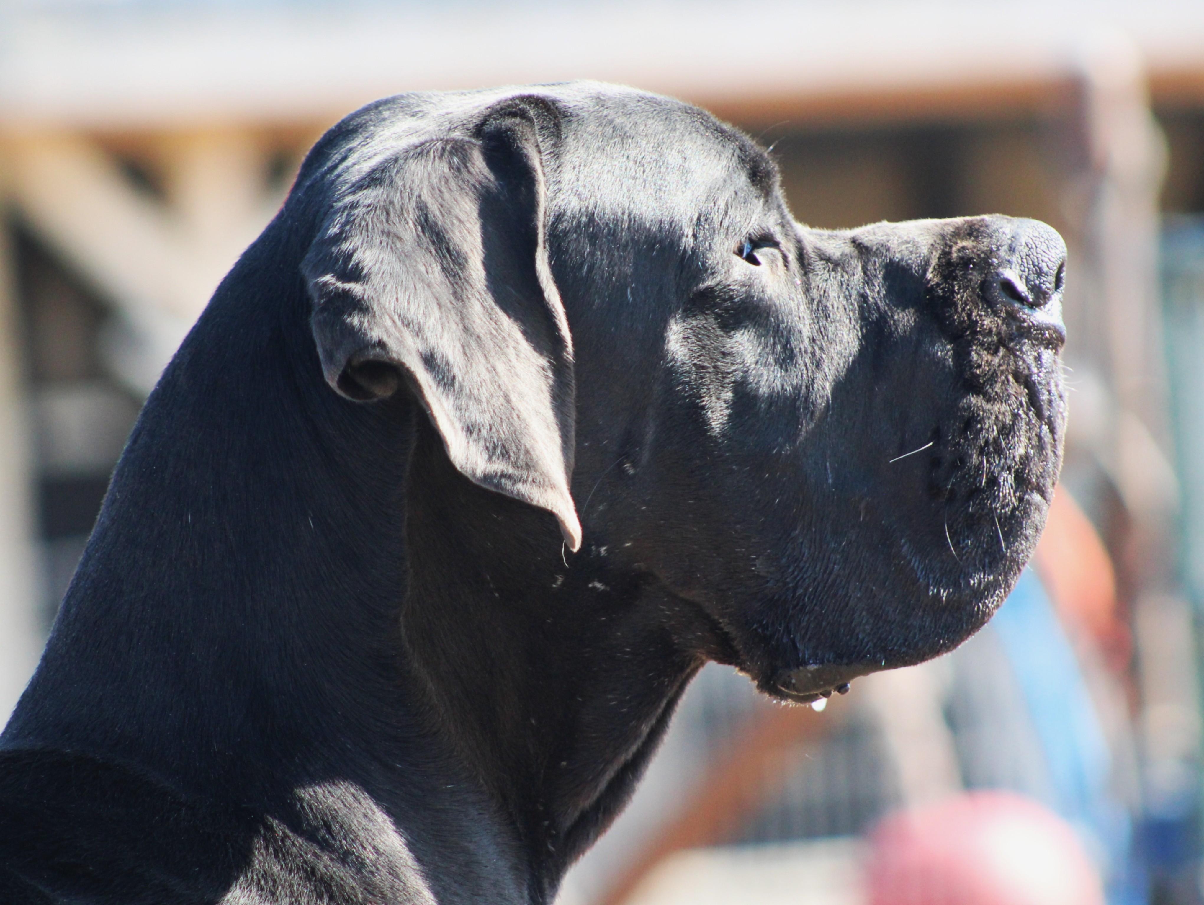 Enlarge Tiny Tim, an adopted Great Dane in Temple, TX image 1/5
