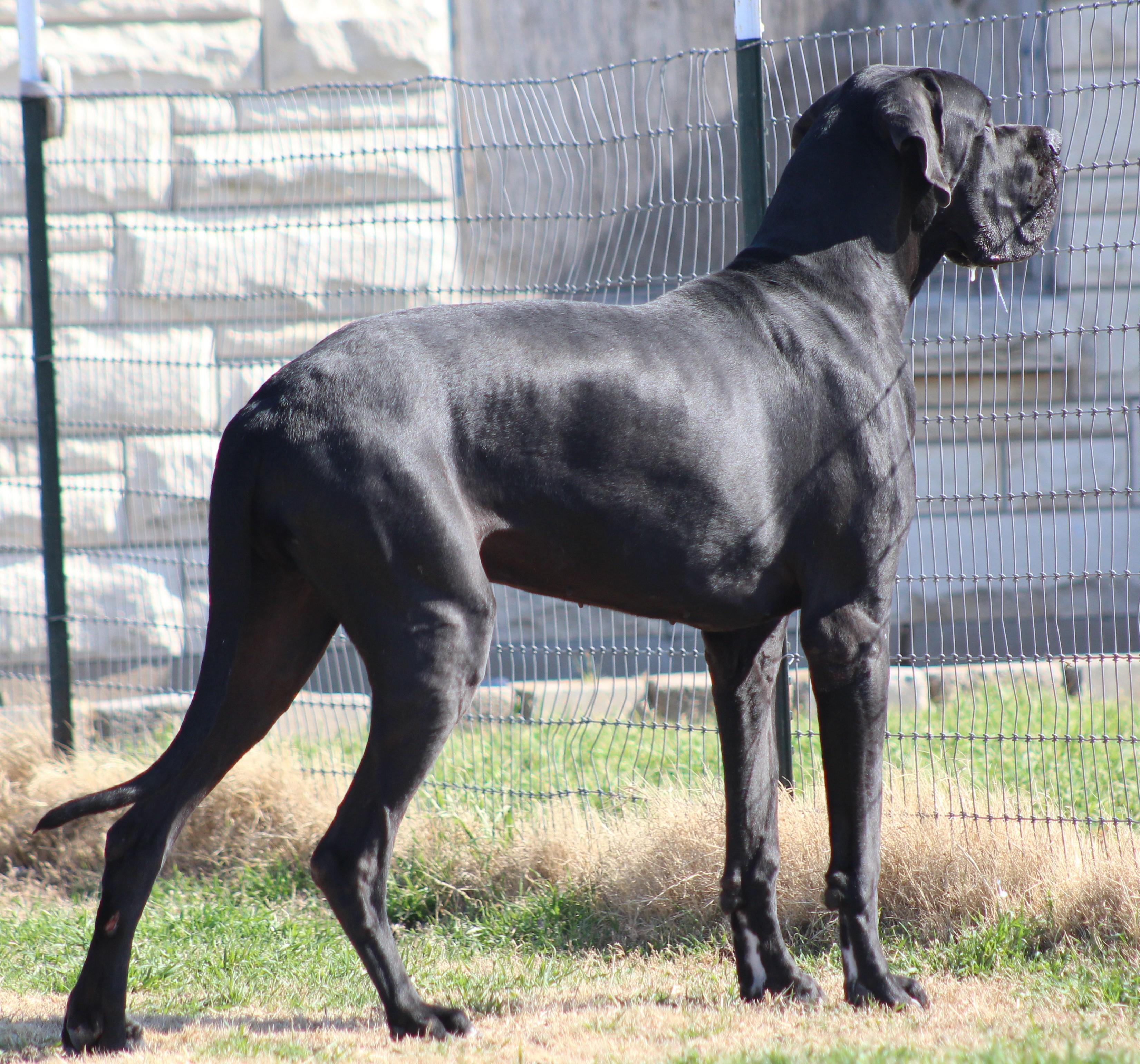 Enlarge Tiny Tim, an adopted Great Dane in Temple, TX image 3/5