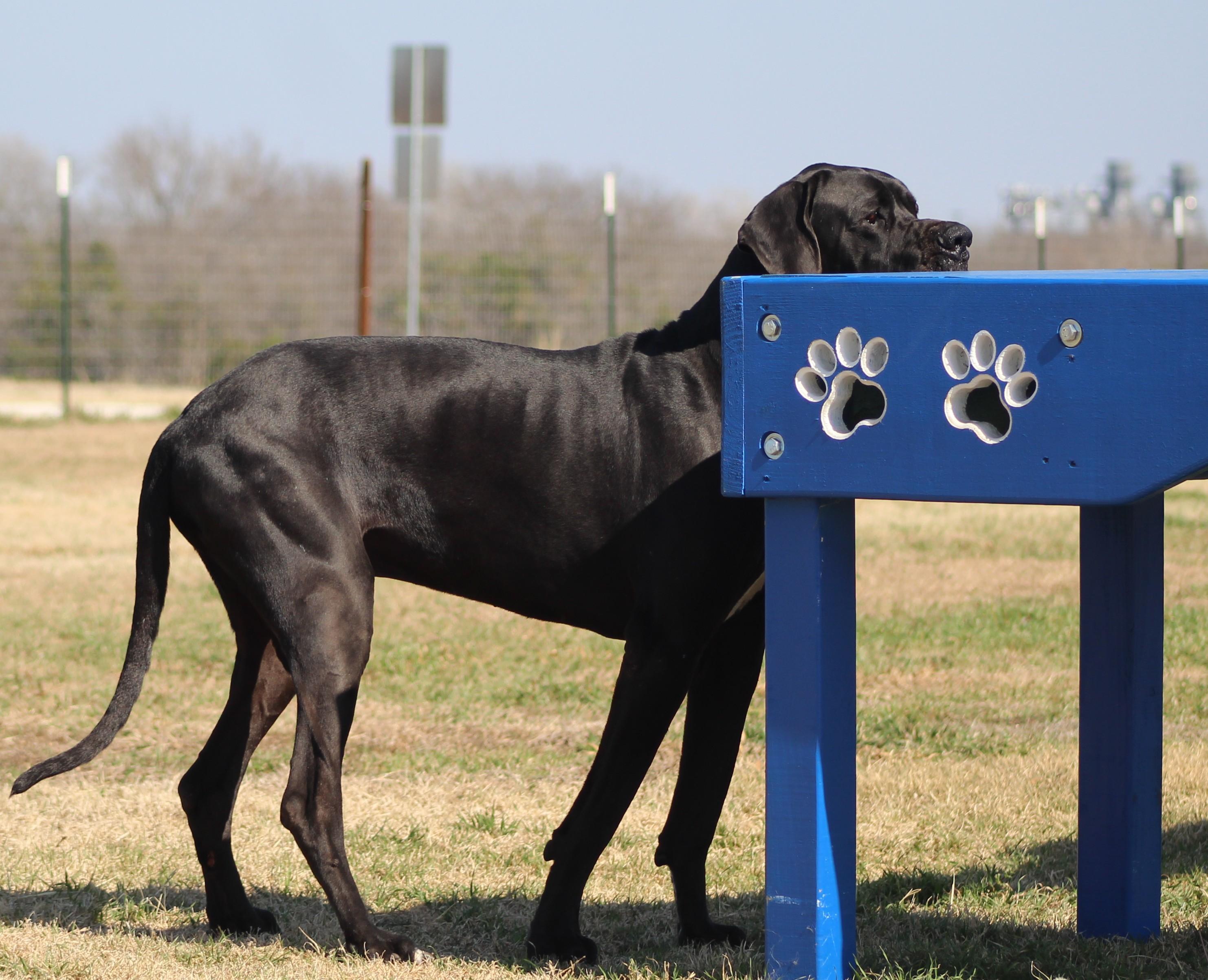 Enlarge Tiny Tim, an adopted Great Dane in Temple, TX image 4/5