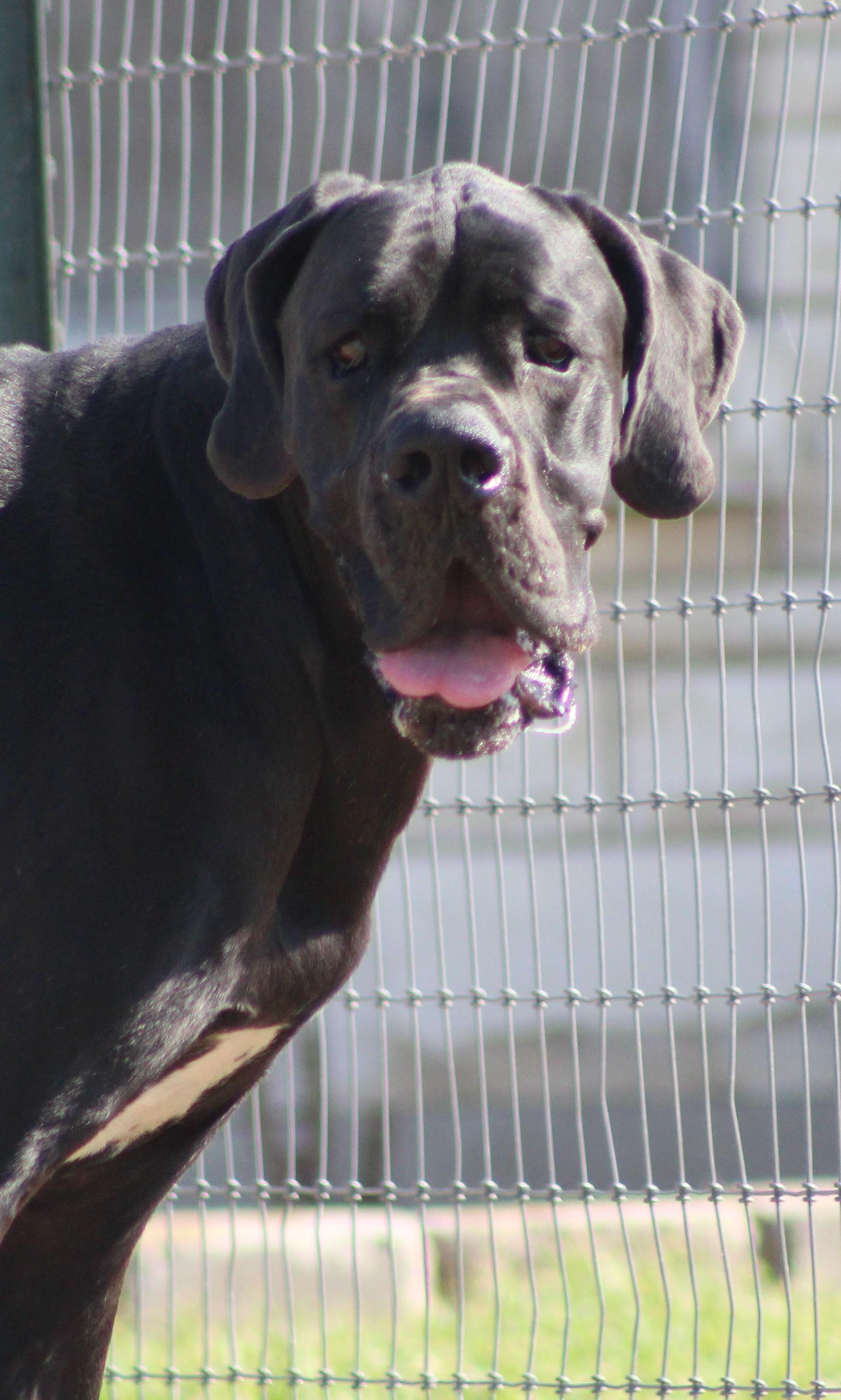 Enlarge Tiny Tim, an adopted Great Dane in Temple, TX image 2/5
