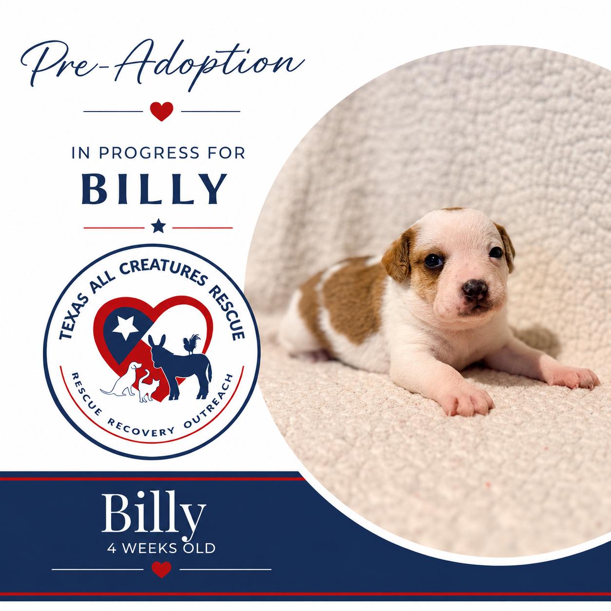 Enlarge Billy, a Adoptable mixed breed in Alvarado, TX image 1/1