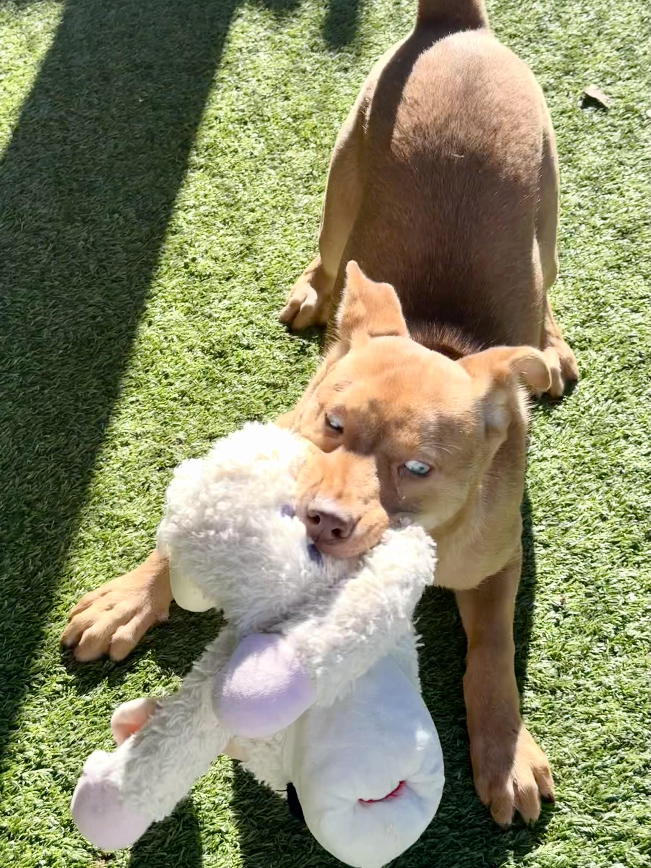 Riley — thumbnail 4