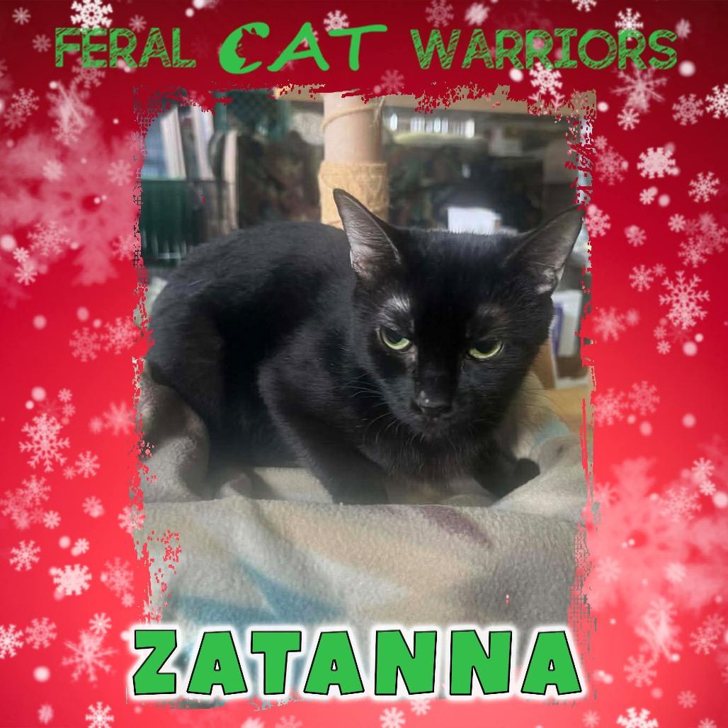 Enlarge Zatanna, a Adoptable Domestic Short Hair in Kingman, AZ image 1/1