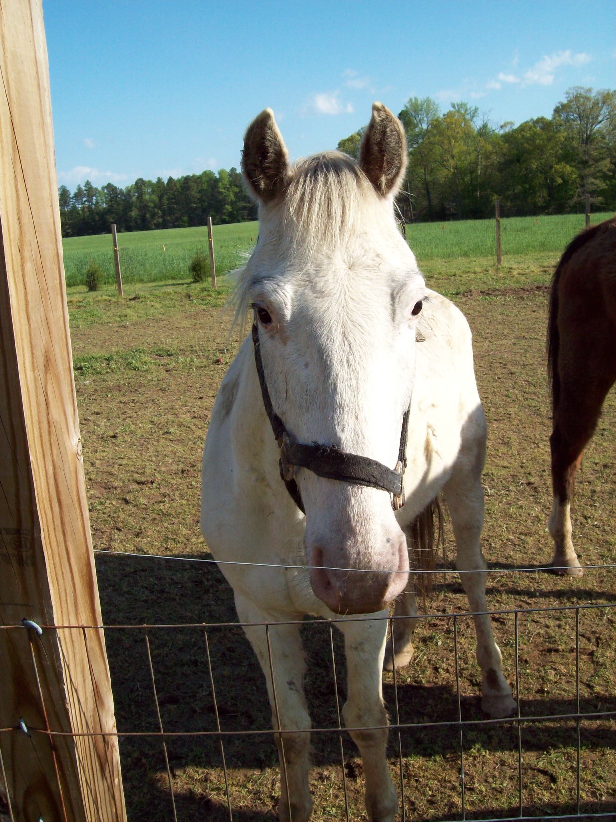 Enlarge Hawk, a Adoptable Arabian in Hardy, VA image 4/10