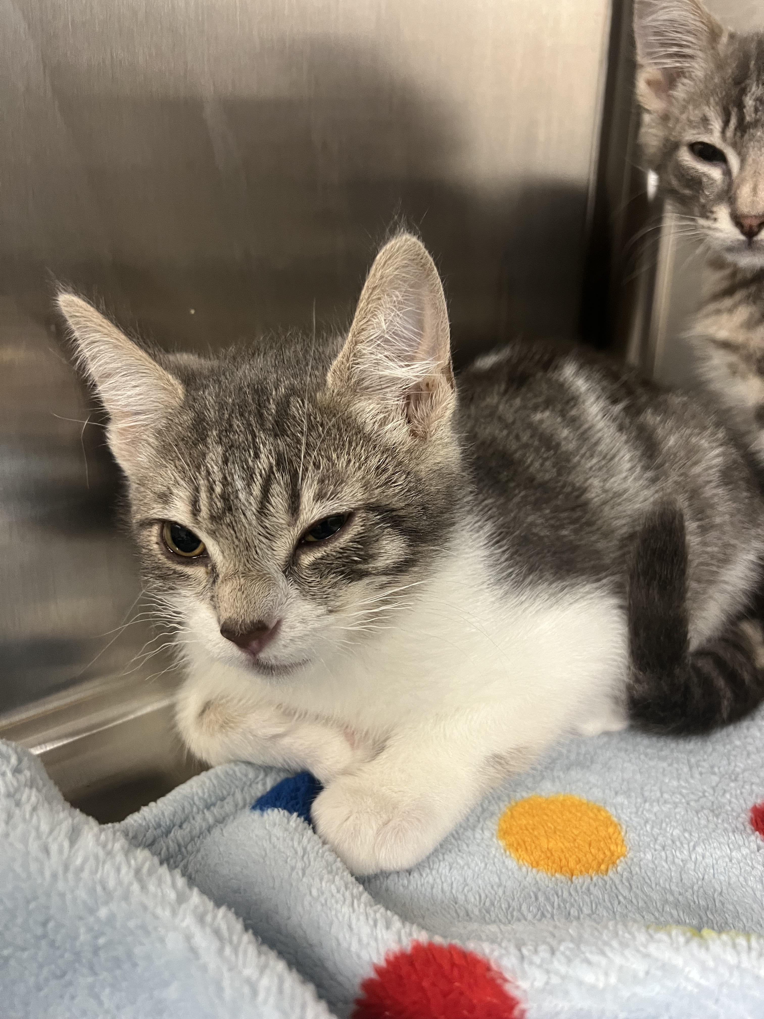 Crete, Adoptable, Kitten Male Domestic Short Hair.