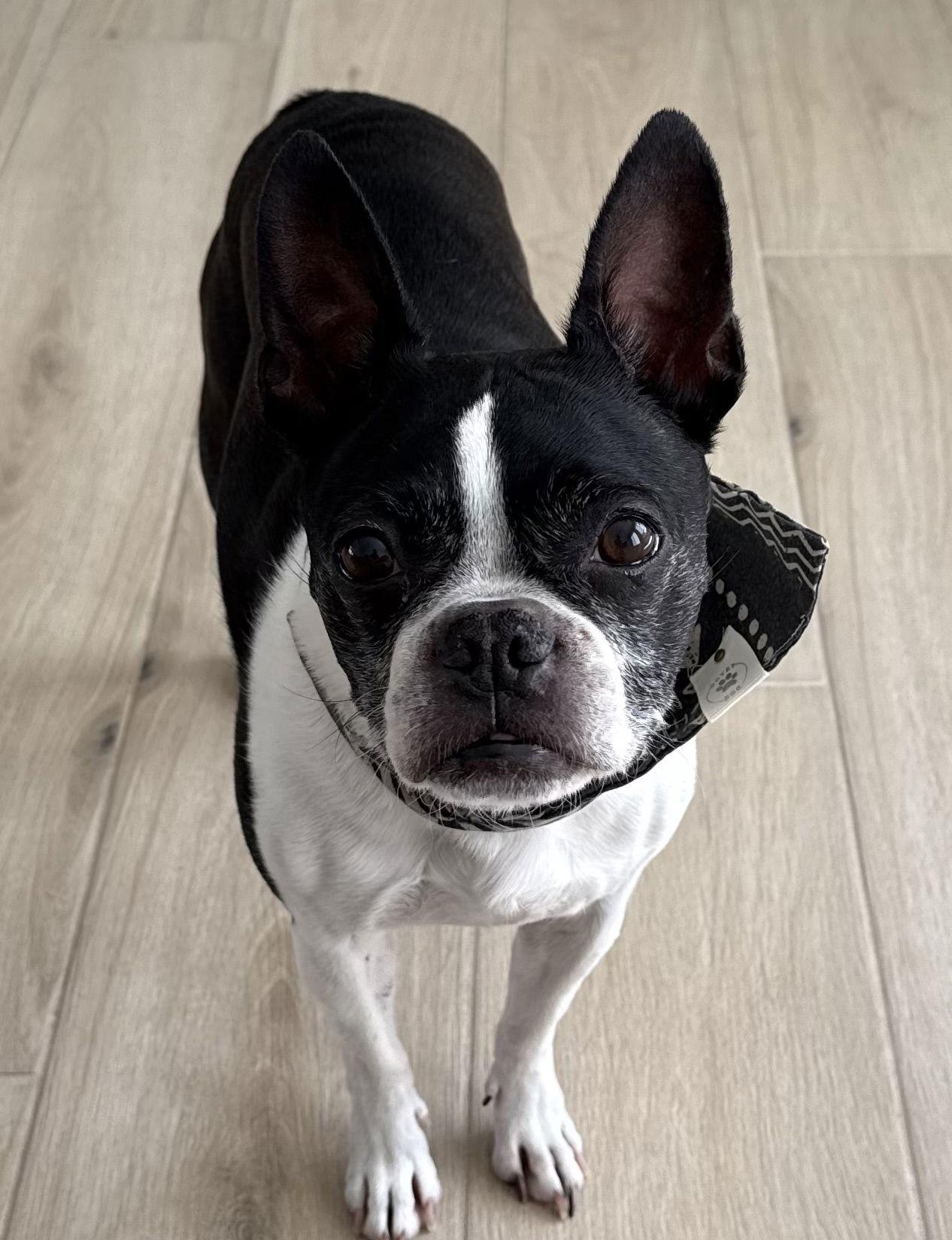 Quinn, a Adopted Boston Terrier in Scottsdale, AZ image 1/3