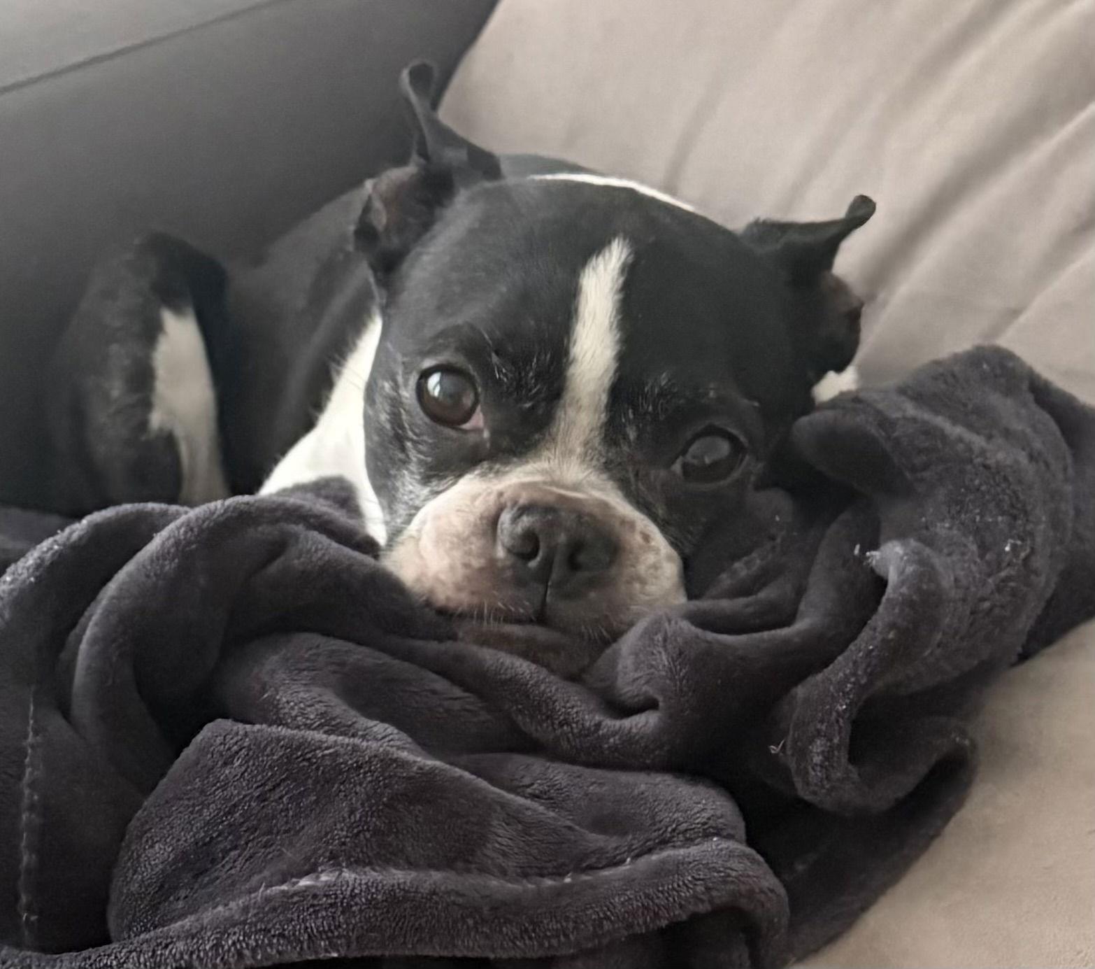 Quinn, Adopted, Adult Female Boston Terrier.