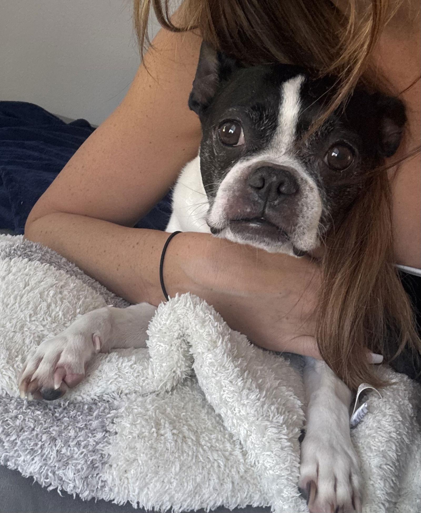 Quinn, a Adopted Boston Terrier in Scottsdale, AZ image 2/3