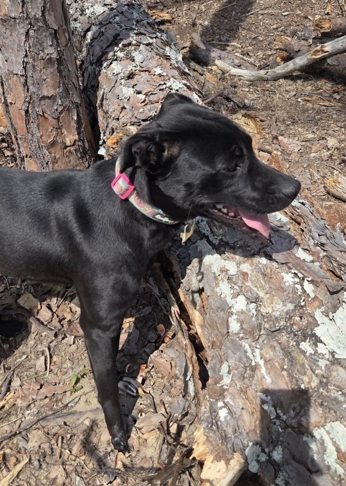 Enlarge Betty, a Adoptable mixed breed in Hartford, CT image 2/3