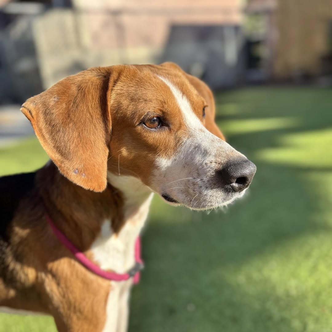 Twiggy, a Adoptable Treeing Walker Coonhound in Hilton Head Island, SC image 1/3
