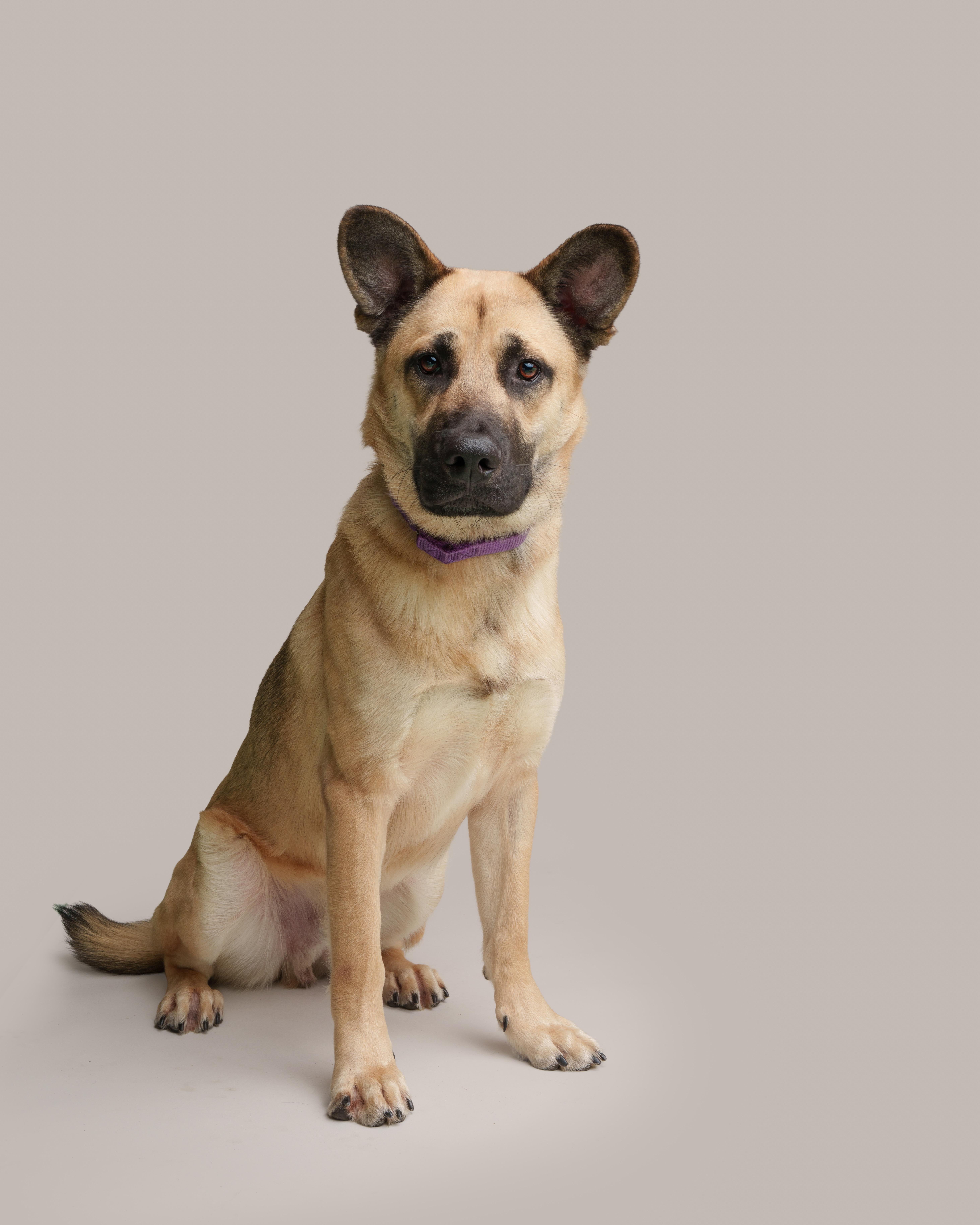 Enlarge Boyd, an adoptable mixed breed in Southold, NY image 1/1