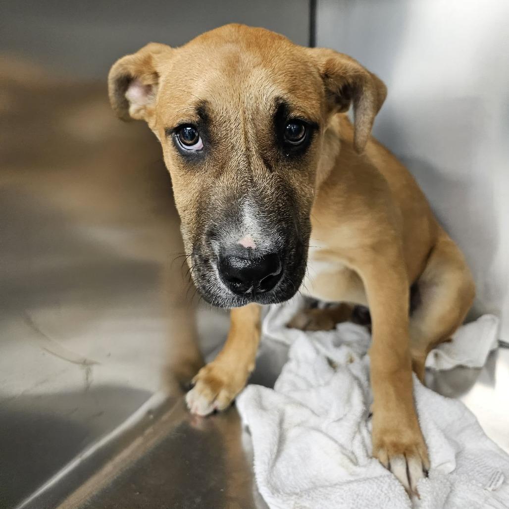 Squibble, Adoptable, Puppy Male Mixed Breed.