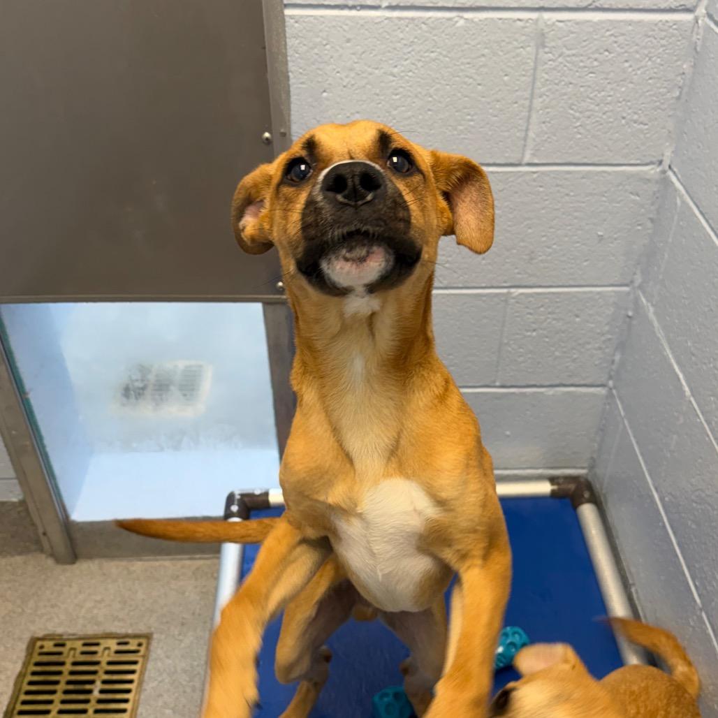 Enlarge Squibble, a Adoptable Mixed Breed in Martinsville, VA image 2/3
