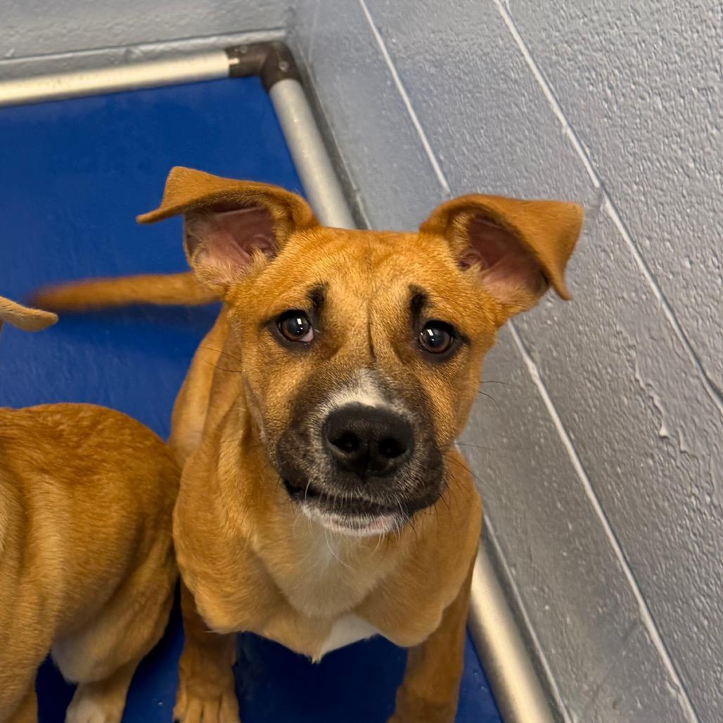 Enlarge Squibble, a Adoptable Mixed Breed in Martinsville, VA image 3/3