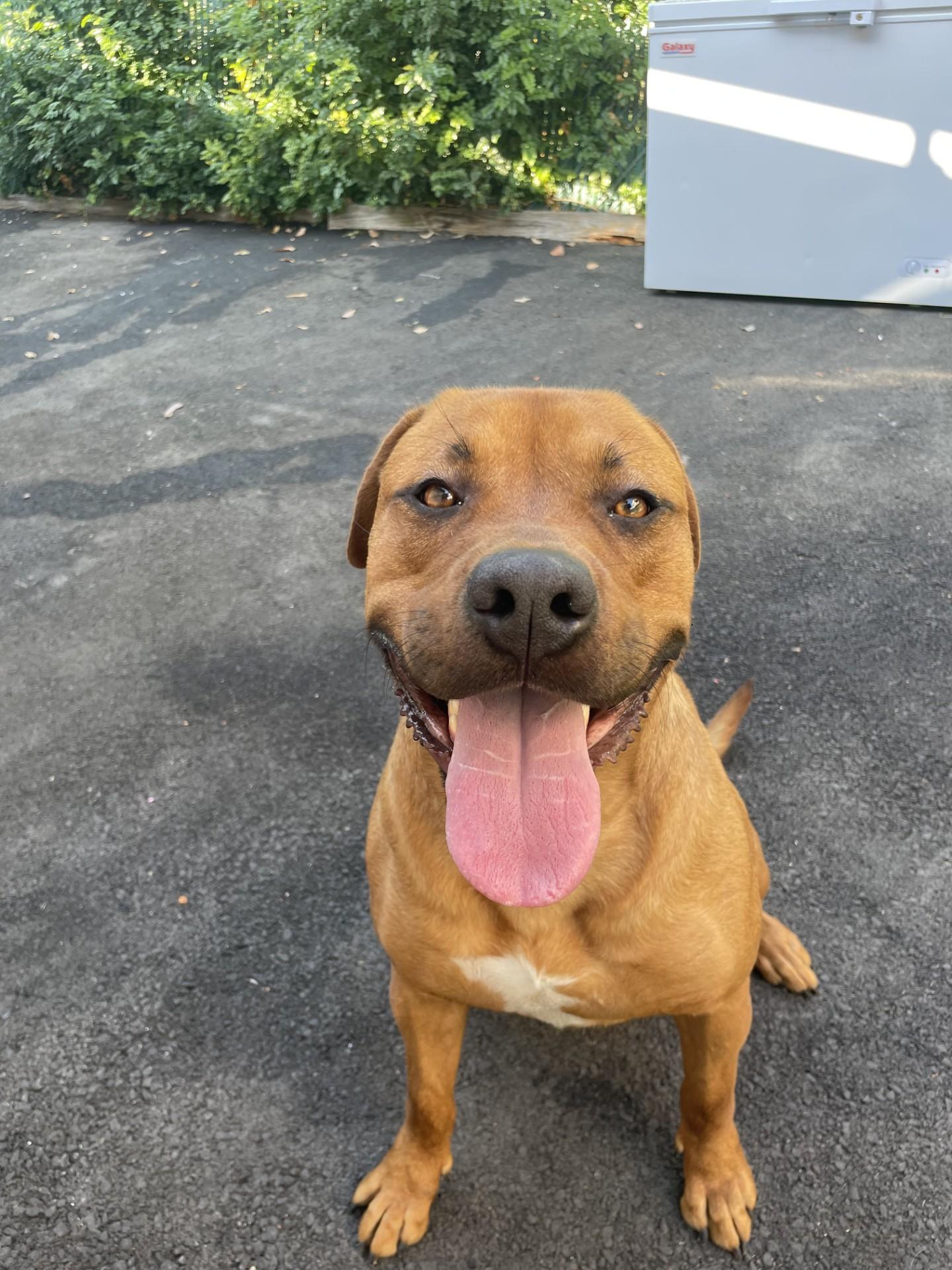 Sir Oliver aka Ollie Bear URGENT! Can you help ?? photo 3