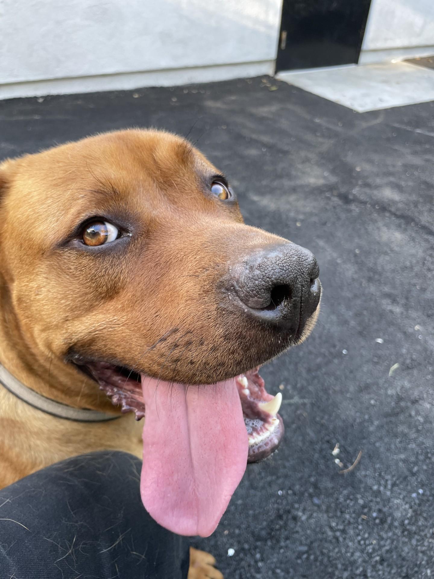 Sir Oliver  aka Ollie Bear  ANY HIKERS  OUT THERE? this is your guy, Young Male unknown